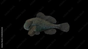 Blobfish isolated on transparent background, Blobfish rotates around itself 360 degrees in a loop. Camera front view with transparent background. Ready to use drag and drop immediately.