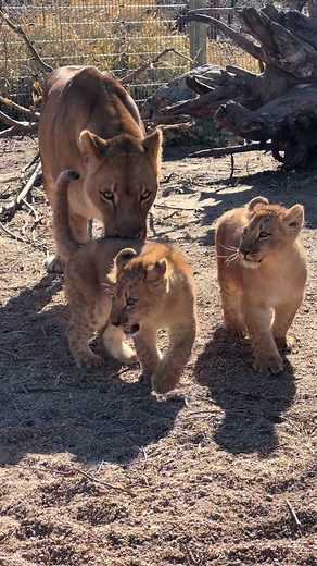 Cute Baby Lion Cub Roaring | Adorable Sounds of Baby Lion Cub