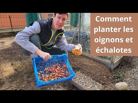 Comment planter les oignons et échalotes 🧅🧄