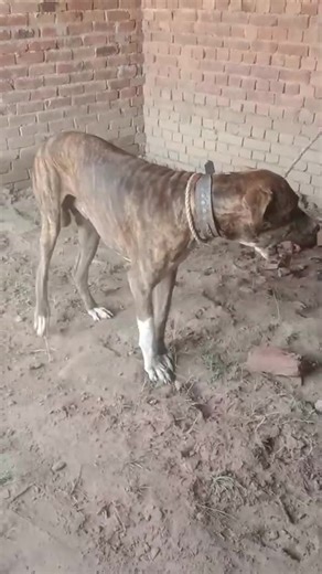 03083438724 | Pure Bully Kutta