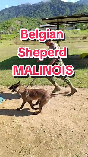 Entrenamiento de Perros Belgian Malinois