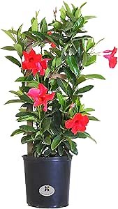 Mandevilla Trellis Sun Parasol Red Live Outdoor Vining Plant in 9.25 Grower Pot