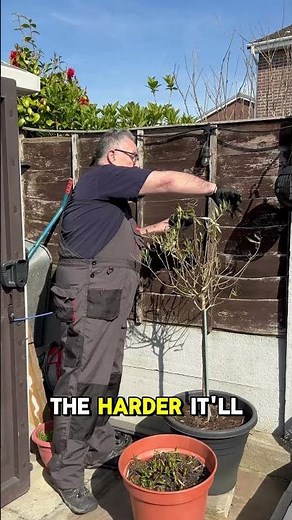How to prune a olive tree