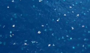 Photographer Christian Miller captured this amazing aerial footage of thousands of green sea turtles on their annual nesting migration on the Great Barrier Reef. Full story: http://bit.ly/2Dmq97o | Courier Mail