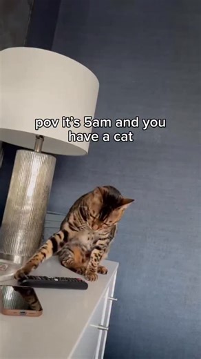 Who needs an alarm clock when you have a cat? ⏰ | Mickey & Mort