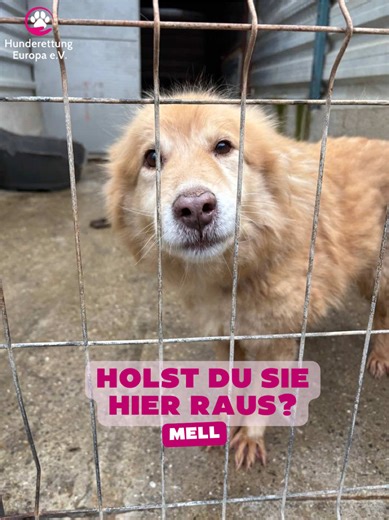 Mell sucht ein Zuhause: Sanfte Seelchen braucht Hilfe