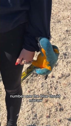 What type of bird you got? #parrot #birds #bluethroatmacaw #bluemacaw #funny #humor