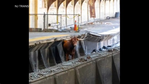57K views · 1.4K reactions | New Jersey Transit passengers received a rodeo show they didn't sign up for after a bull got loose on the tracks in Newark, NJ. David Muir has the story. https://abcn.ws/2XvP3JQ | ABC World News Tonight with David Muir | Facebook