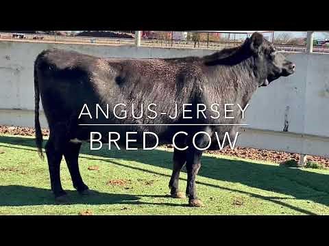 Angus-Jersey Cross Bred Cow