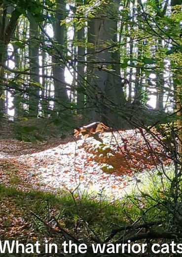 Warrior Cats in the Forest: Niche Nature Fandom