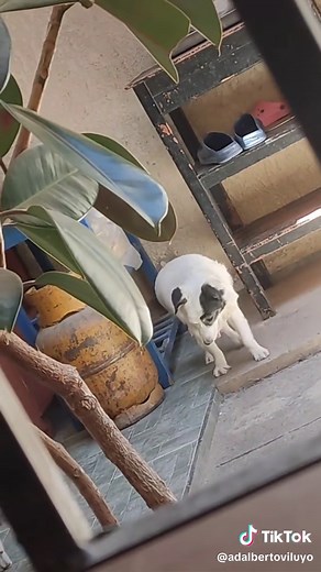 Perros Apareándose: Comportamiento Natural de los Animales