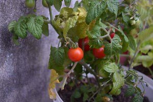 8 Serious Reasons Tomato Leaves Are Falling Off (And How To Prevent This)