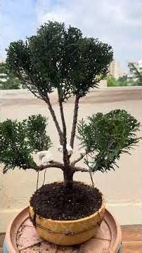 🌲 Juniper Bonsai Wiring & Styling | Mini Tree Transformation! ✨