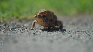 Female and male toads during the migration in spring. A close-up parallax video. Bokeh background.