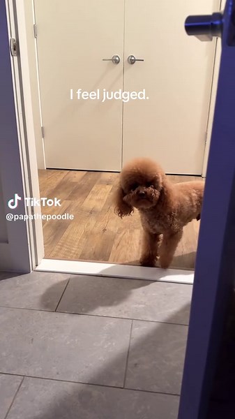Mini Poodle's Judgy Stare Captivates Dog Lovers