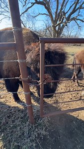 5.8K views · 2.5K reactions | I think Big Joe is ready to move…. So demanding. 怜 #bison #ranchlife #buffalo #oklahoma #farm #agriculture | Cross Timbers Bison | Facebook