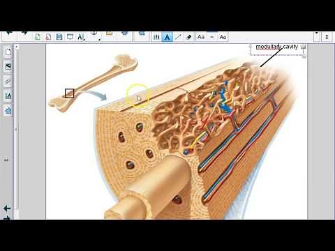 Histology of Bone Tissue