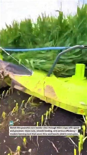 Corn Harvest Beast in Action 🌽🚜 #FarmTech #AgriMachinery #CornHarvest