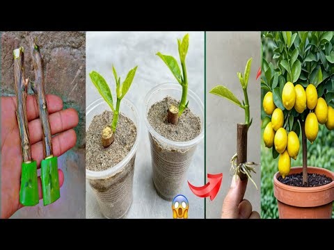 How to propagate lemon tree from cuttings with tissue paper || With 100% success#lemon