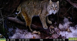 Trail Cam Tuesday: 10 New Captures Submitted by Our Readers