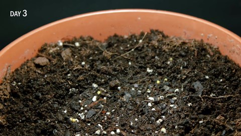 180 Days Failing at Growing Plants Time Lapse