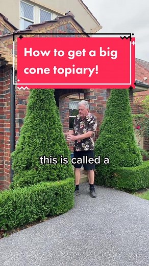 Thuja Smaragd, the simple answer to getting a low maintenance topiary cone into your garden! 😇 search “thuja smaragd” @ thetutuguru.com.au #topiary #cone #hamptongarden #melbourne #hedges