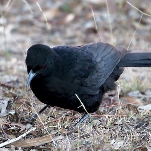 White-winged Chough #caperteevalley #woodlands #australia #birds #conservation #bushland #ecology