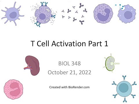 Immunology Fall 2022: Lecture 21 T Cell Activation 1