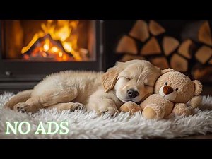 12 Hours of Healing Dog Music 🐶 Anti-Separation Anxiety Relief Music 🐶🎵 Dog Healing Sleep💖No Ads
