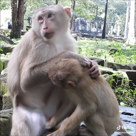 Cute and Funny Baby Animals Moments Compilation