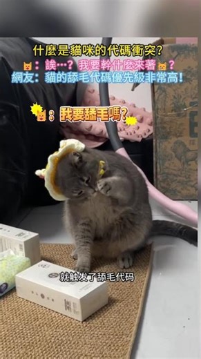 What is a cat's code conflict? 🐱: Huh…? What was I supposed to do again? 😿 Netizens: A cat's groo...