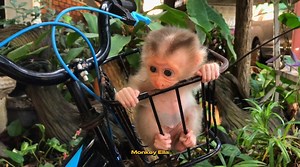 Oh! No! 🥹 Look at that poor newborn baby monkey cries too loudly 🥹😳🐒 | Baby Monkey Life