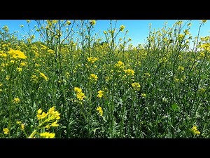 Tension Relief: Nature Sounds in a Summer Meadow to Calm Your Mind