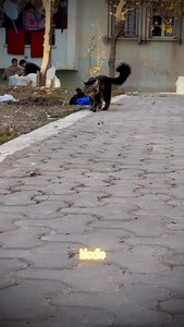 #model #alegria #animals #frenchie #cat #catwalk | Amouni Hipou