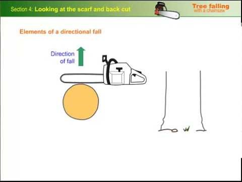 Looking at the scarf and back cut - basic principles