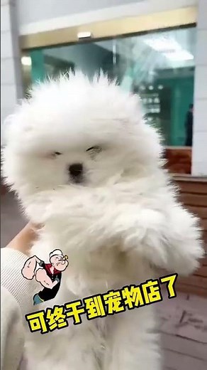 茶杯犬博美的可爱瞬间！茶杯犬品种/茶杯小狗🐕 #短视频 #狗狗 #玩具 #可爱 #小狗 #可爱小狗 #萌宠小狗 #小狗视频