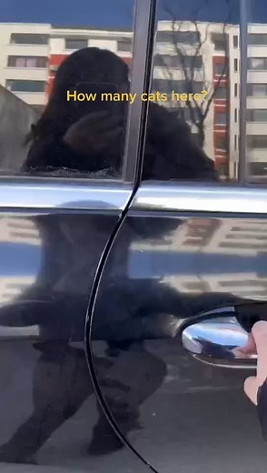 How lovely them are!!!💕 #PerfectAsWeAre #BestSeatInTheHouse #kitten #catsoftiktok #cats #catlover #foryourpage #foryou #cat #fypシ #kitten #foryou