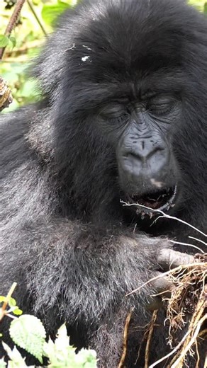 Fahlo gorilla Bisoke is putting down roots! In her belly, that is. Researchers in Rwanda observed her here enjoying some freshly unearthed plant roots, a great source of nutrients and moisture for mountain gorillas. Delicious! Are you tracking Bisoke? 🦍🌱 🎥: @savinggorillas | Fahlo