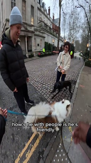 Interactions with my dog!! #fyp #foryou #viral #puppy #viola | dog