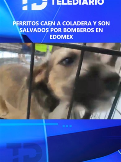 Bomberos rescatan a perritos atrapados en una coladera en Edomex 🐶 Elementos de bomberos de Ecatepec rescataron el pasado martes 19 de mayo a dos cachorros que habían caído en una coladera ubicada sobre Vía Morelos y la calle Puebla, en Santa María Tulpetlac. El rescate fue posible gracias a un reporte ciudadano realizado al 911. Tras poner a salvo a los perritos, los vulcanos también lograron localizar a la madre y a otro cachorro más. #telediariomx #telediarioinforma #tiktokinforma #noticias 