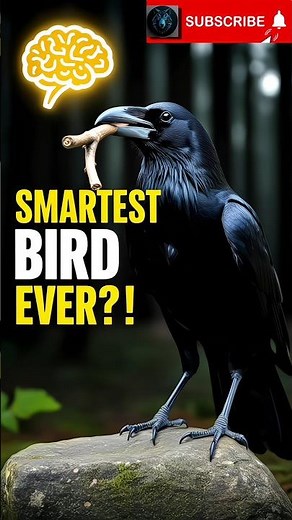 Ravens Are Smarter Than You Think! | Mind-Blowing Bird Facts #shorts