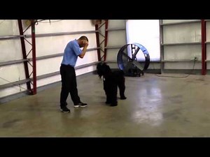 Giant Schnauzer Obedience Demo Affordable Protection Trained Dog For Sale