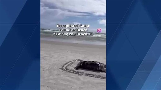 Headless and tailess gator washes up on New Smyrna Beach