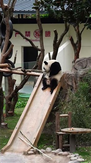Cutest Baby Water Slide Fun