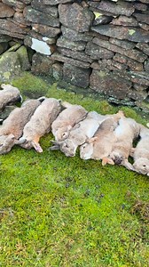 Nice bag today 30 in total the dogs and ferrets did a fantastic job , roll on the next outing 🐰, the farmer was very pleased with use for catching these pests #rabbits #pestcontrol #pests | Yorkshire ferreting and lamping