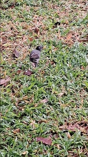 One legged myna takes off at east Singapore (新加坡东区独腿八哥起飞)