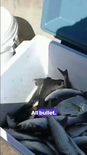 Don't catch this fish with a cast net.