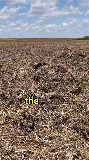 Planting a large sweet corn field