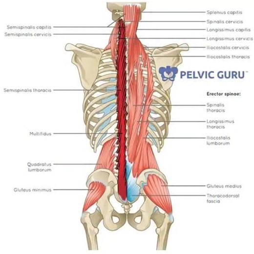 The relationship between lower back and neck pain is easy to understand when you look at diagrams like these. The erector spinae and multifidus muscles connect the neck to the lower back, and the Lovett Reactor shows the relationships of each segment. NKT often finds the neck overworking and the lower back underworking, as well as the thoracic spine overworking and the lumbar spine underworking. This article details this relationship and its clinical significance. https://relievus.clearwaypain.c