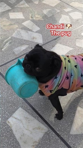 chandi🐶 the pug in masti mood #pug #pugblack #funny #shorts #pugnation #pugpals #luckypug